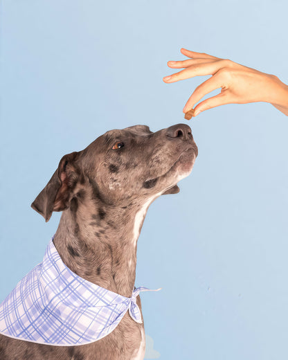 DM-01 Daily Multivitamin, Multivitamin Itch Relief Chews for Dog, with Folic Acid, Salmon Oil, Chondroitin & Natural Vitamins, Skin and Coat Healthy, Digestive & Boost Immunity, 60 Chew (Beef,Chicken))